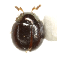 Micropsephodes lundgreni