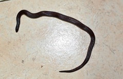 Adelphicos nigrilatum