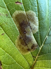 Cameraria ulmella
