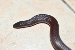 Adelphicos nigrilatum