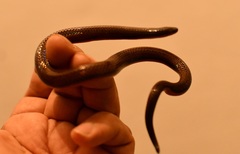 Adelphicos nigrilatum