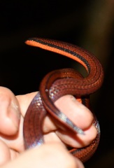 Adelphicos nigrilatum