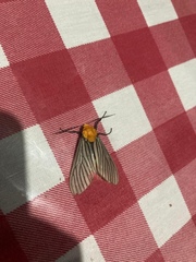 Pseudischnocampa
