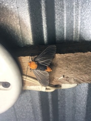 Pseudischnocampa