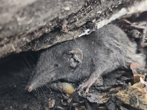 Bornean Shrew (Crocidura foetida) — Least Concern Mammalia