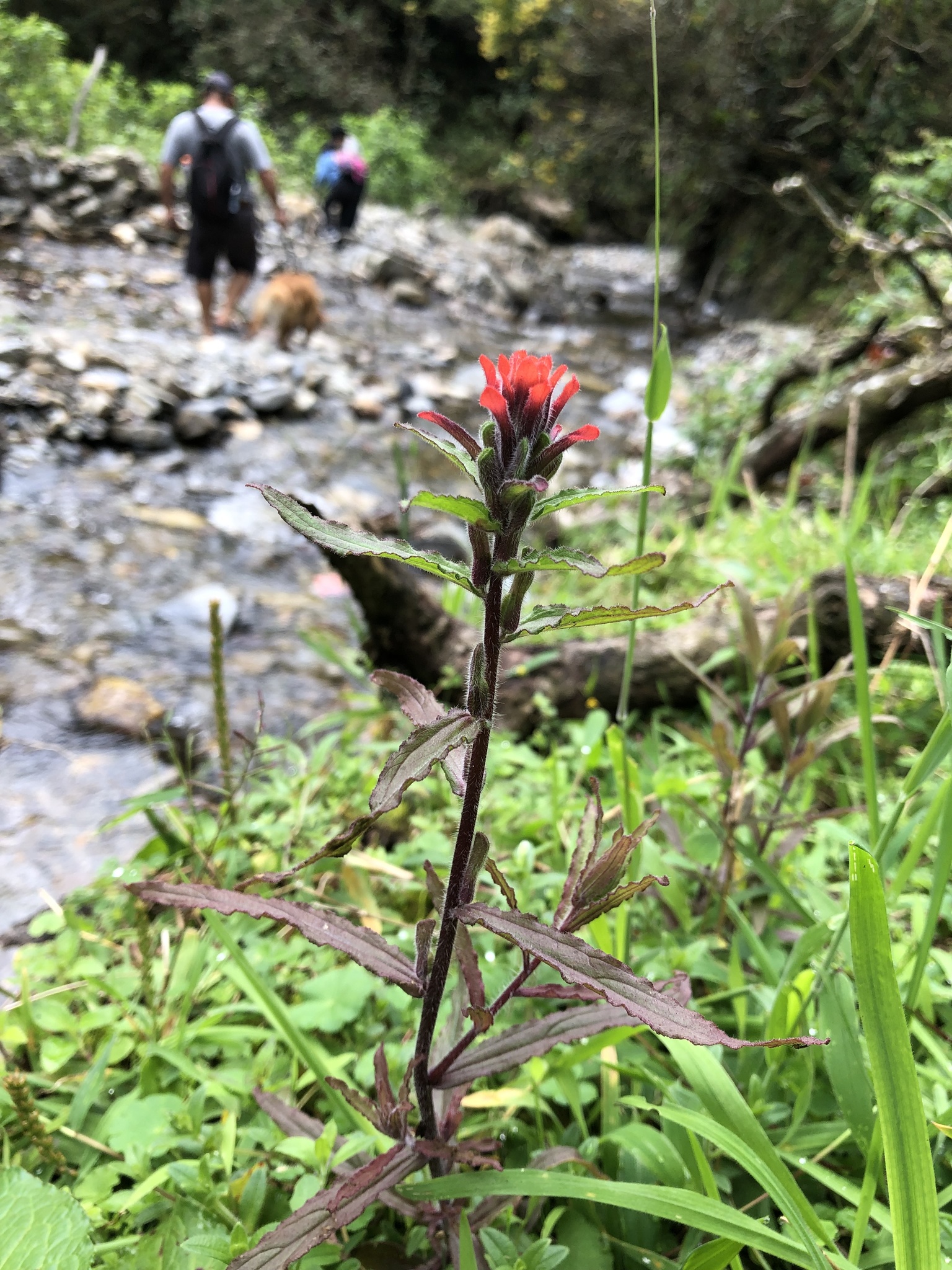 Orobanchaceae image
