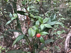 Alyxia ruscifolia