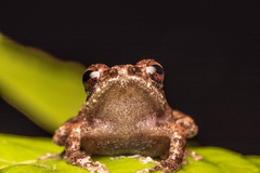 Philautus davidlabangi