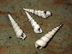 Stiracolpus