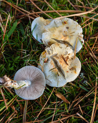 Stropharia caerulea