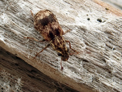 Cacephatus