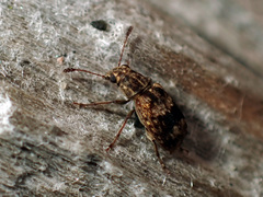 Cacephatus