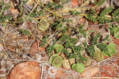 Tribulus macrocarpus