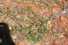 Tribulus macrocarpus