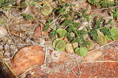 Tribulus macrocarpus