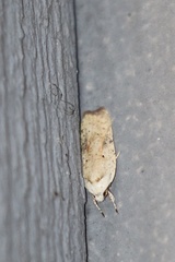 Agonopterix nervosa