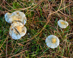 Stropharia caerulea
