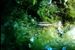 Symphodus doderleini