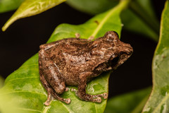 Philautus davidlabangi