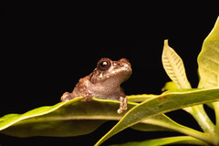 Philautus davidlabangi