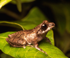 Philautus davidlabangi