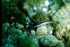 Symphodus doderleini