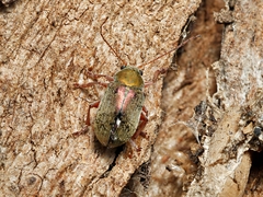 Edusella perplexa