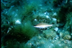 Symphodus doderleini