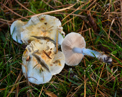 Stropharia caerulea