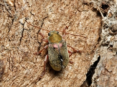 Edusella perplexa