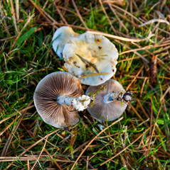Stropharia caerulea