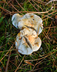 Stropharia caerulea
