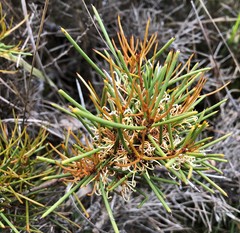 Hakea vittata