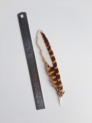 Caprimulgiformes