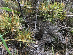 Hakea vittata