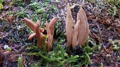 Clavariadelphus caespitosus