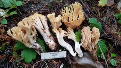Ramaria vinosimaculans