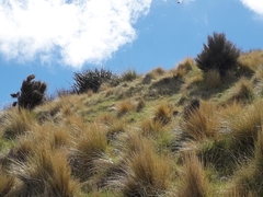 Austroderia richardii