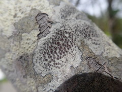 Lecanora argentata