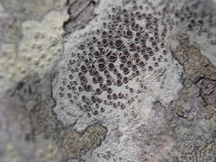 Lecanora argentata