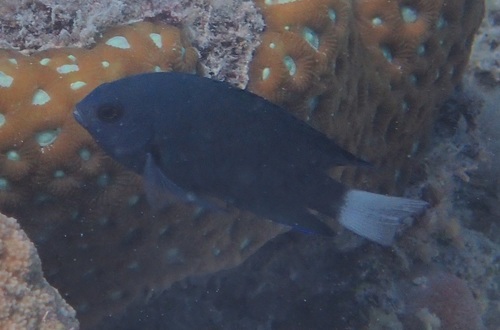 Pomacentrus imitator observed 2021-07-30