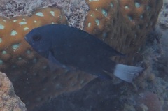 Pomacentrus imitator