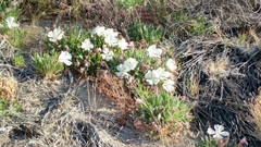 Oenothera cespitosa