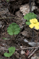 Goodenia rotundifolia