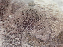 Lecanora argentata
