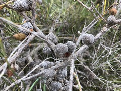 Allocasuarina mackliniana