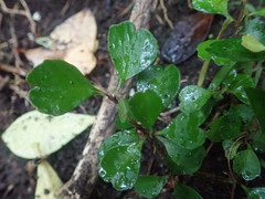 Myrsine aquilonia