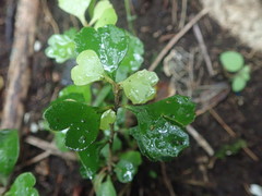 Myrsine aquilonia