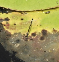 Austrocnemis maccullochi