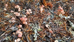 Mycena monticola